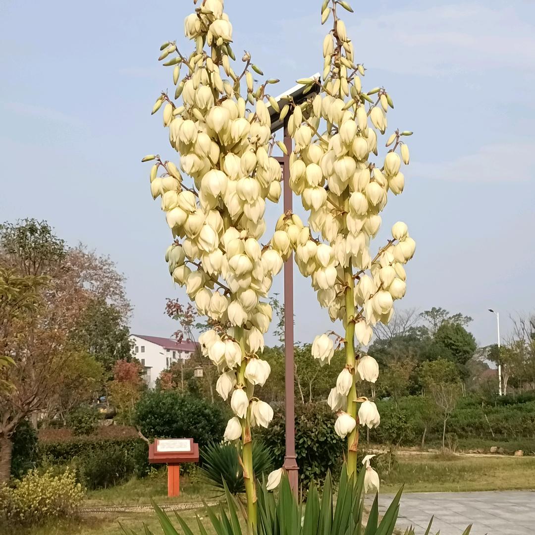 小草！