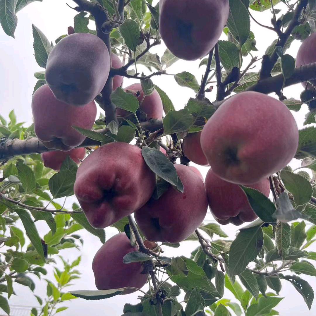 老雷鲜果直发