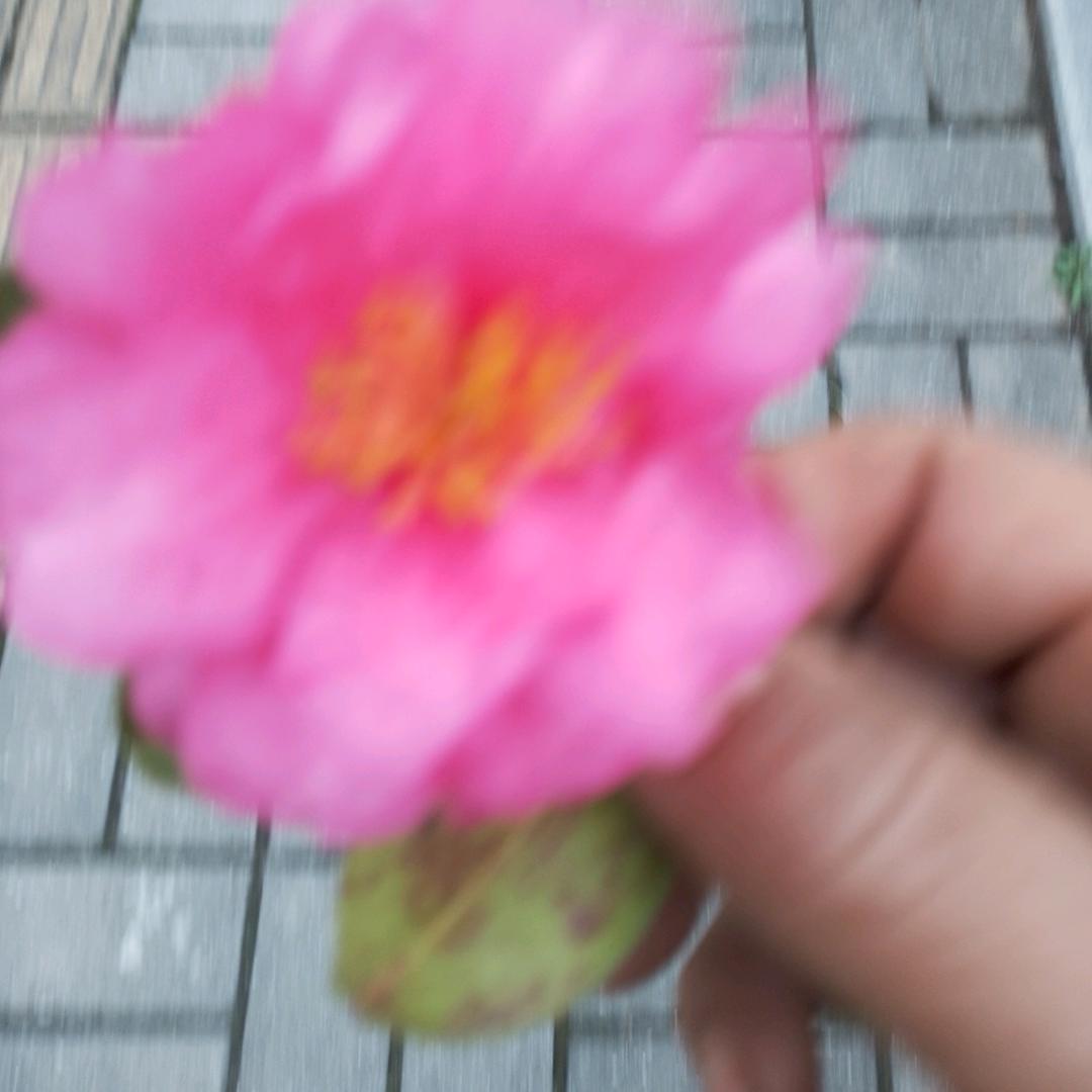 雨中情缘