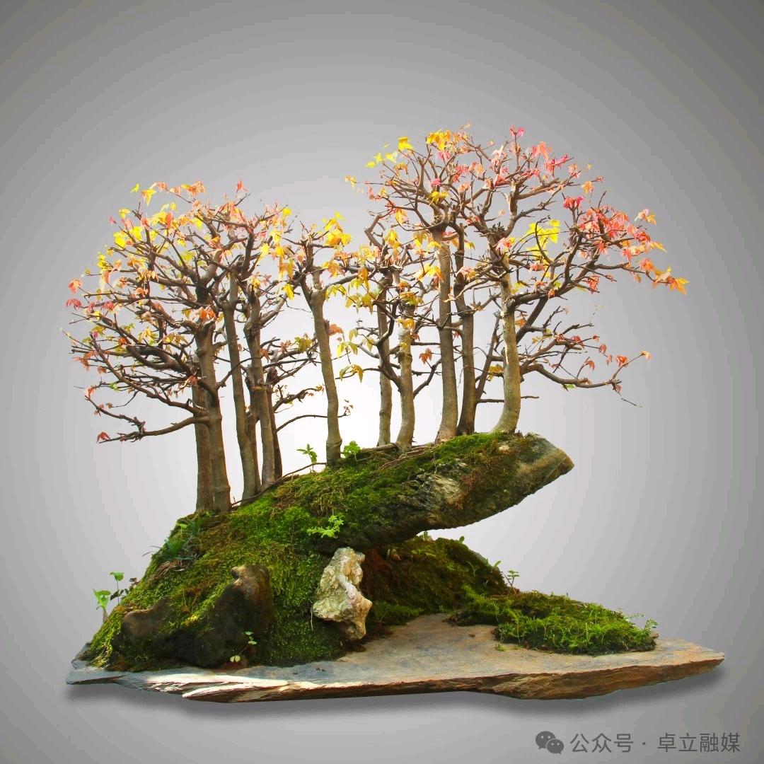 盆景老头