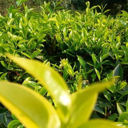 高山茗茶