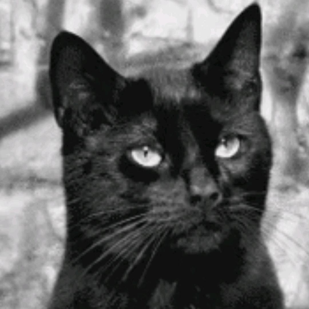 ᝰ黑ꫛꫀ猫ꪝ