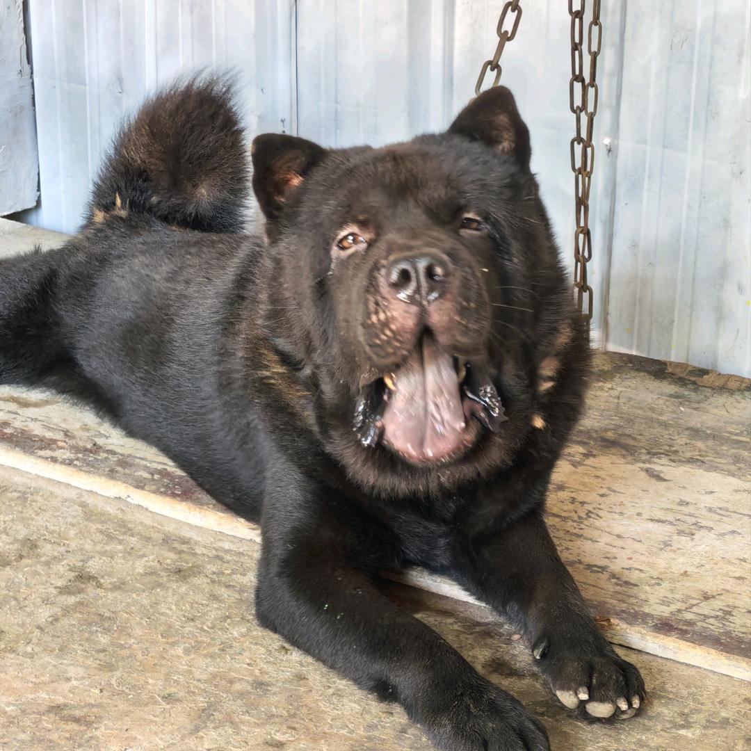 粤北南雄五黑田园犬