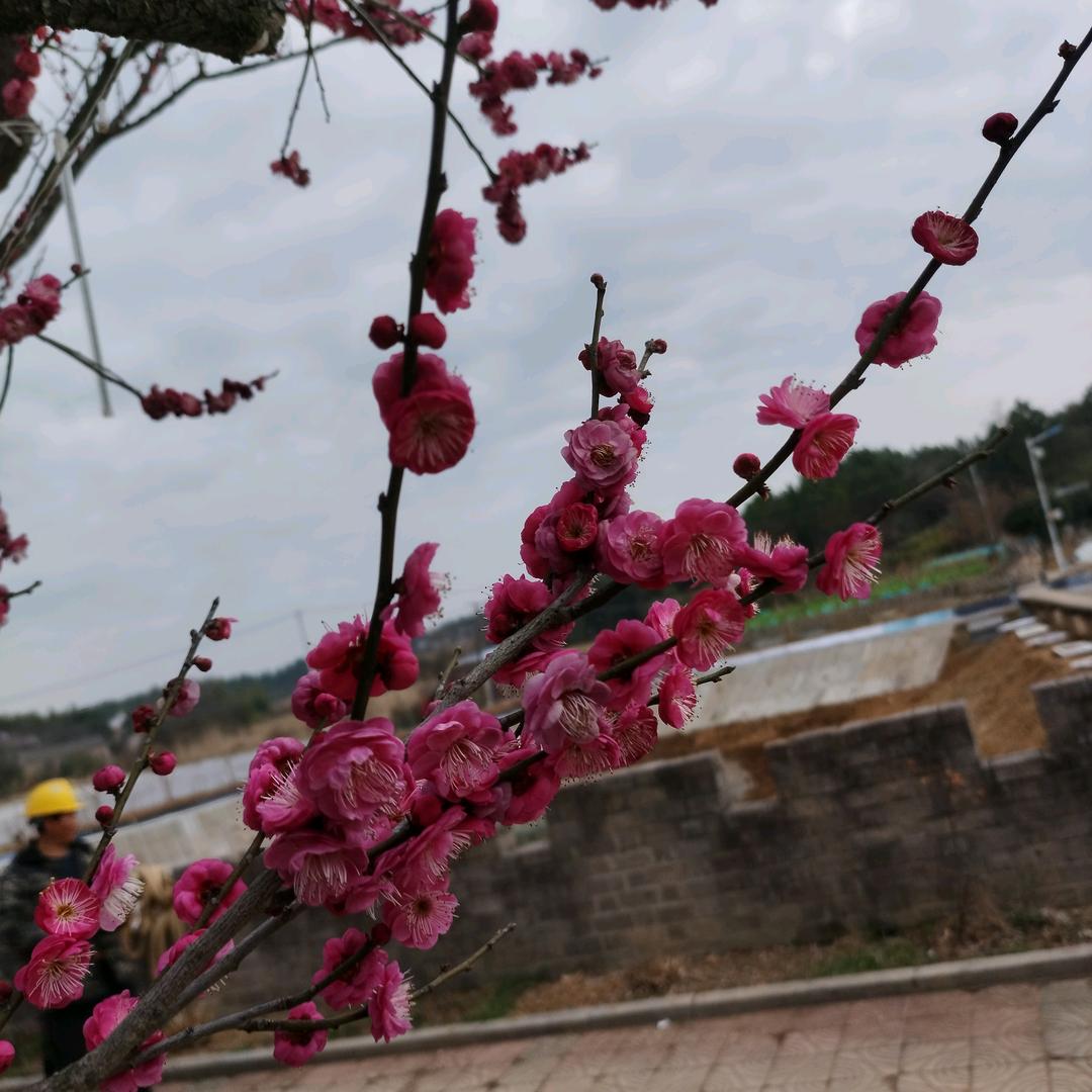 好运连年无忧无虑