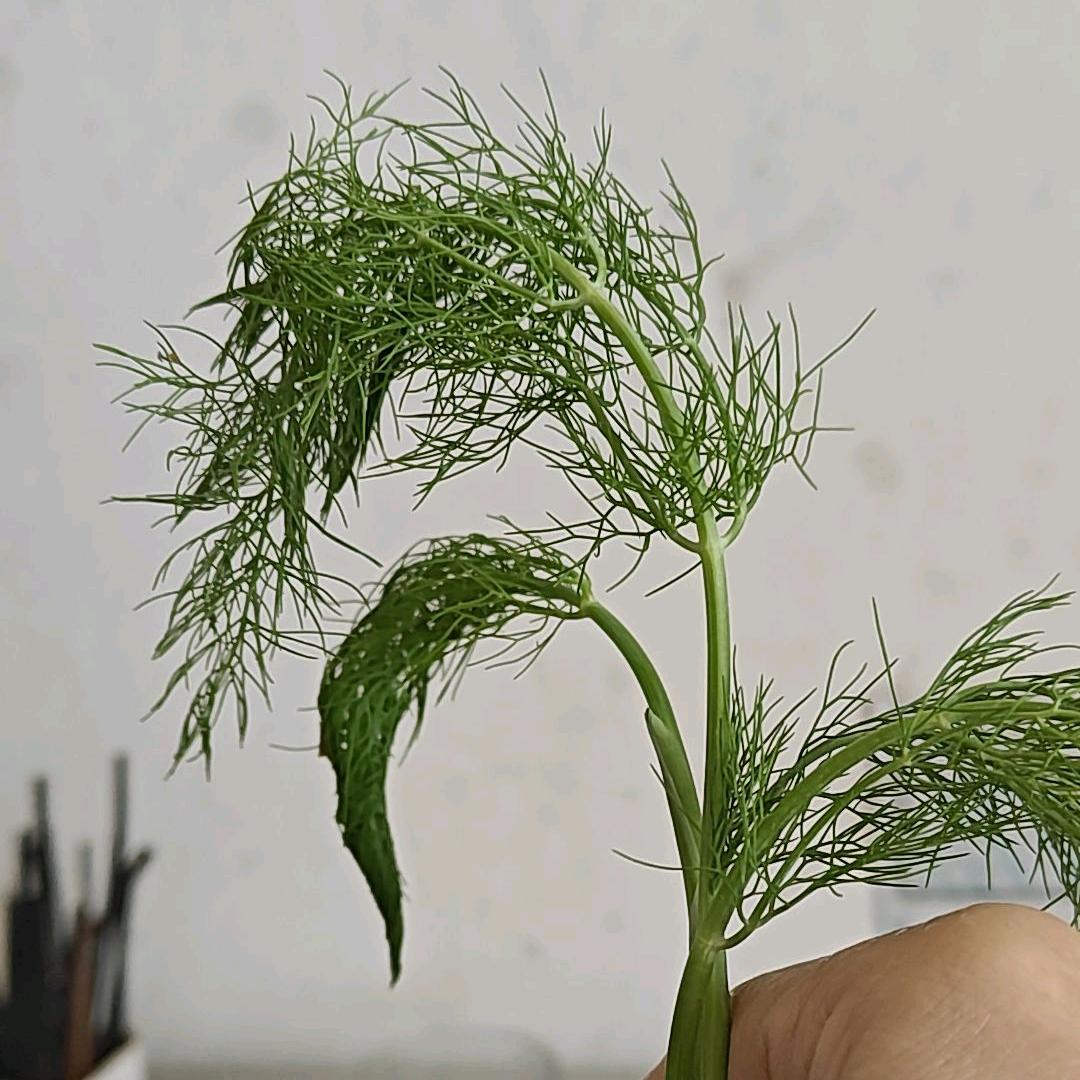 寒心
