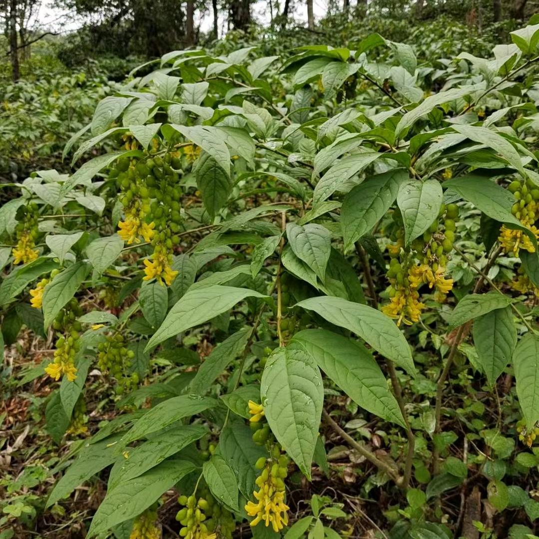 黄花倒水莲中草药材，苗子种子，根花，蜂蜜