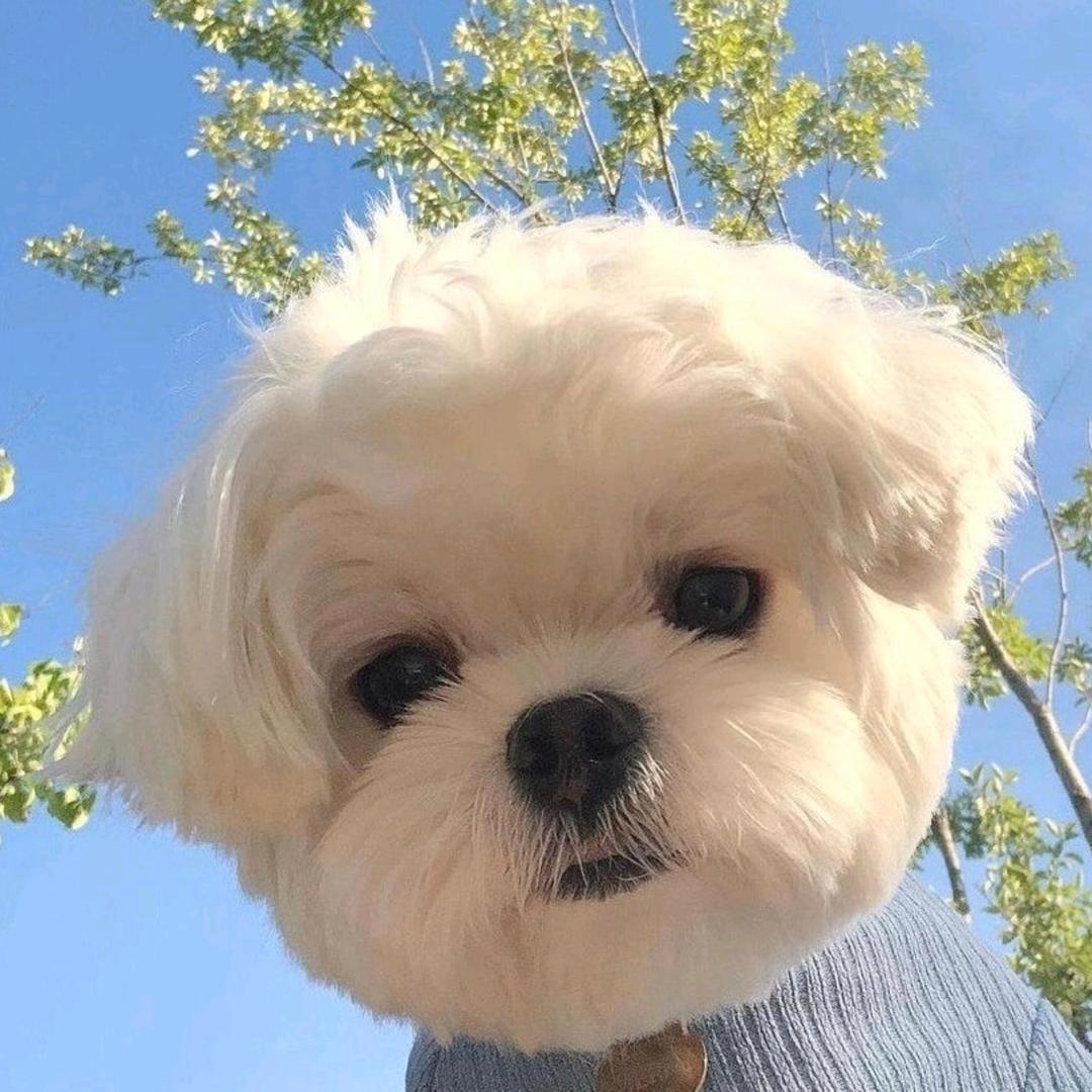 爱糖