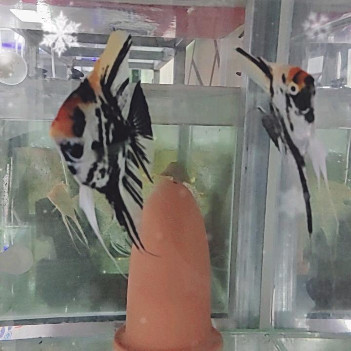 小义爱养鱼
