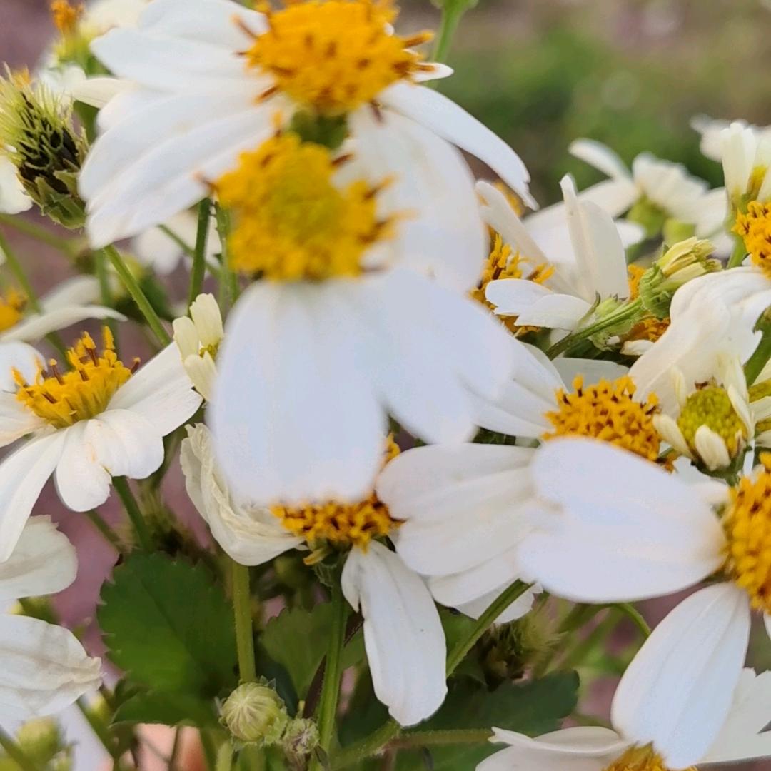 🦋ꦿ໊回味᭄🕊无琴٭💘