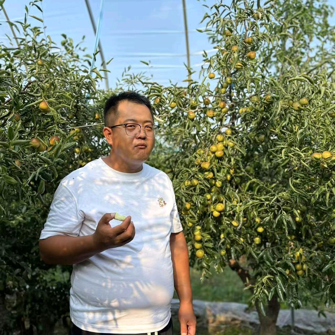 沾化冬枣原产地直销