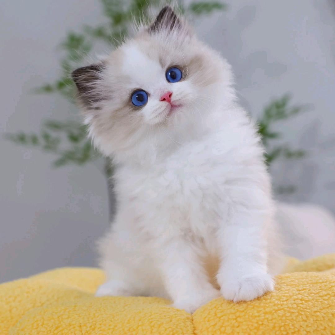 挽