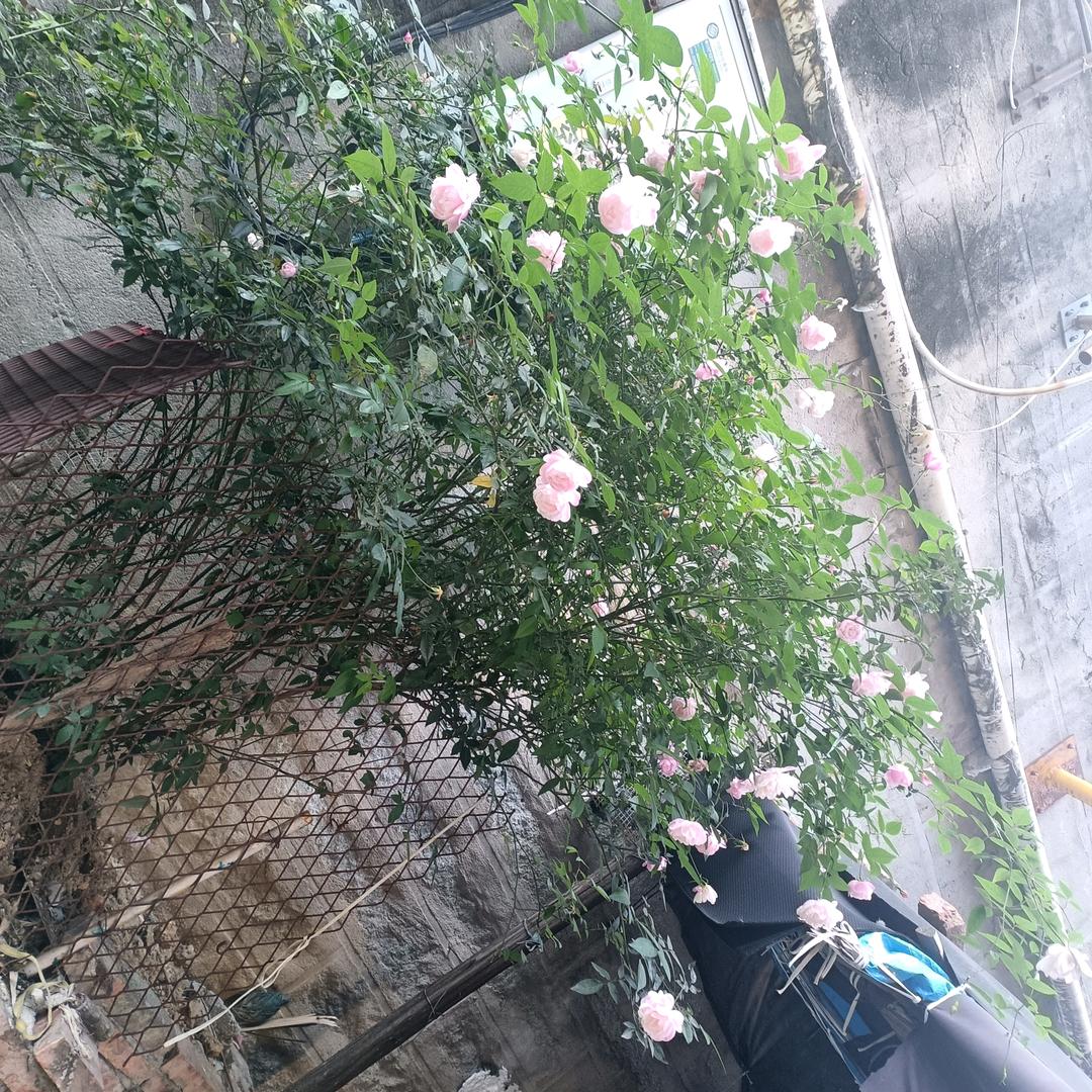 快乐的幸福