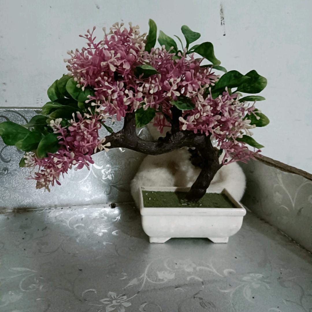 放羊的小星星