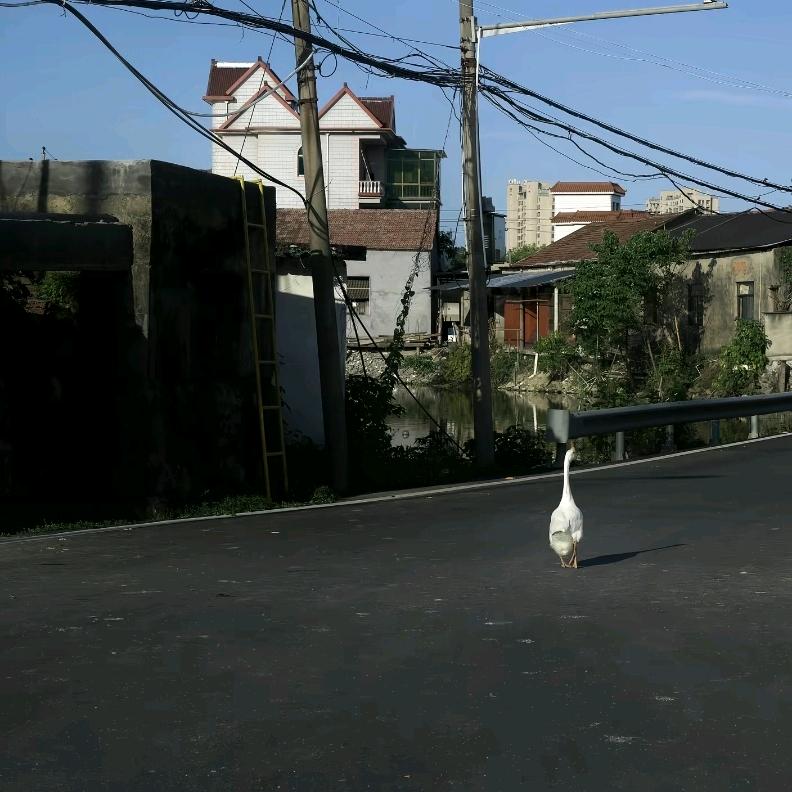 一枝梨花压海棠