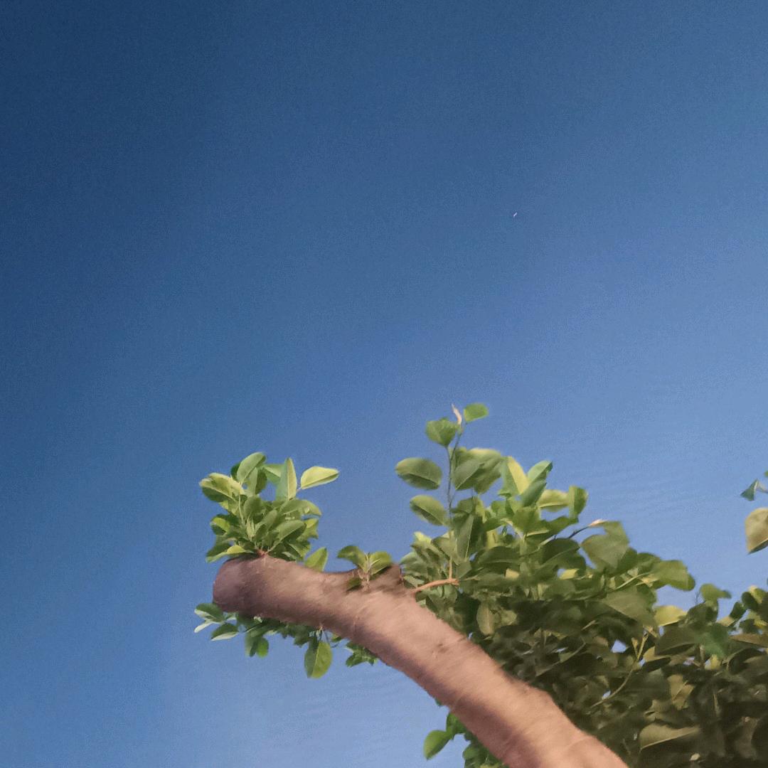 照野