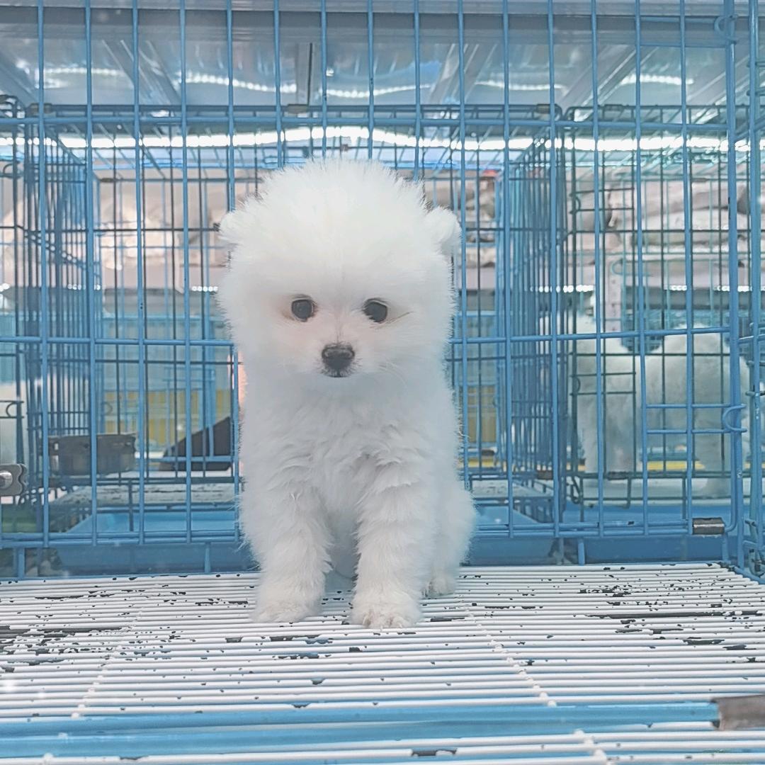 六翻了