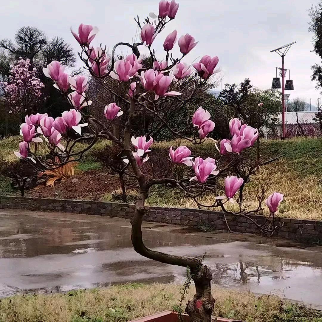小张花卉优选店