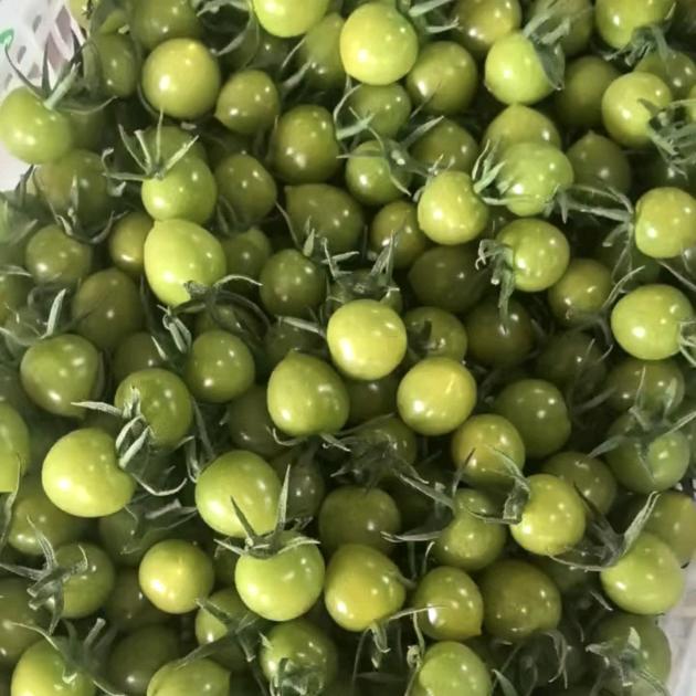 寿光铭阳生态农业~小番茄
