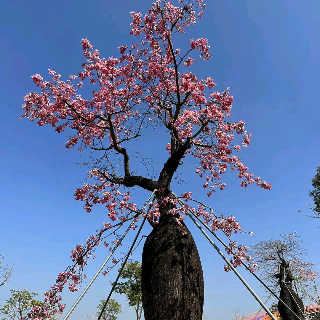 土老帽