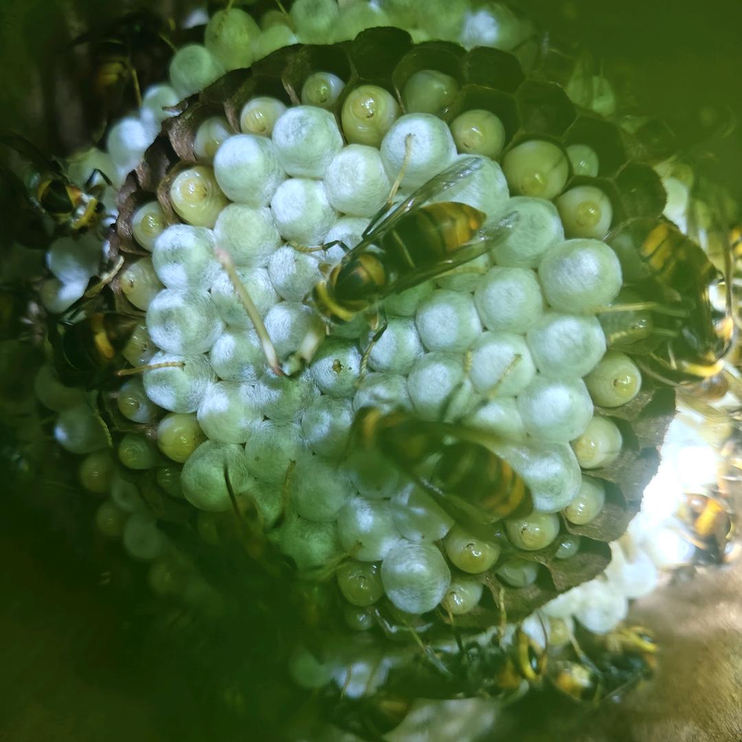 昆明千山胡蜂养殖