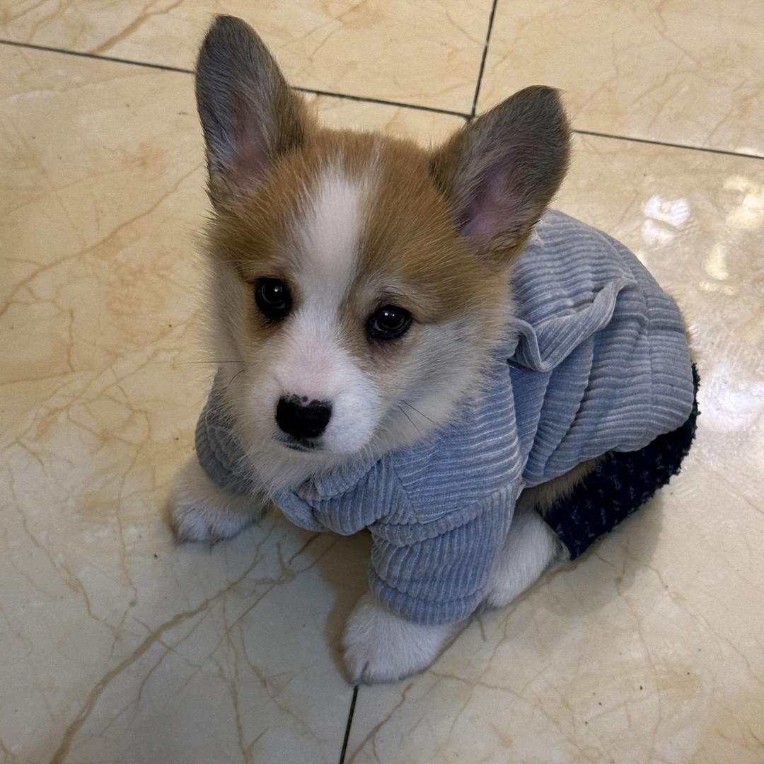 杨洋扬