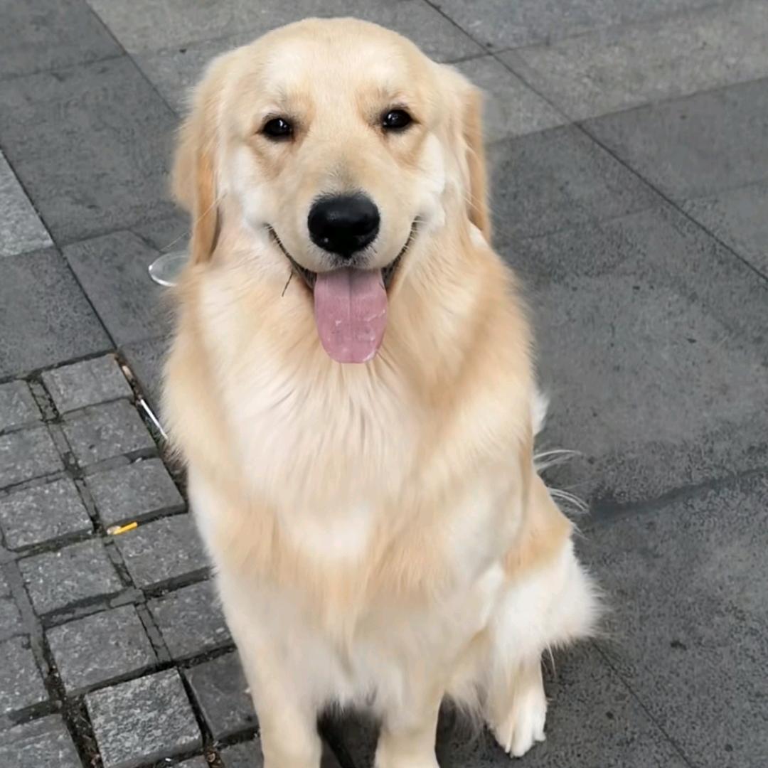 可乐养狗