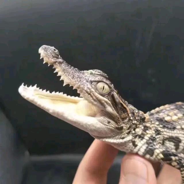 鳄鱼号投资