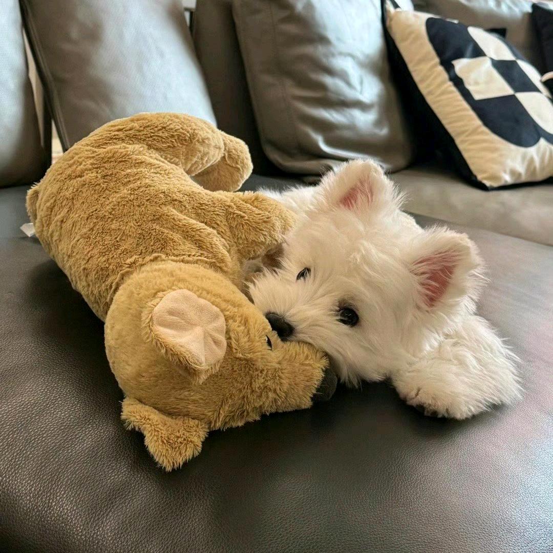 让我rua一下吧(˃ ⌑ ˂ഃ )