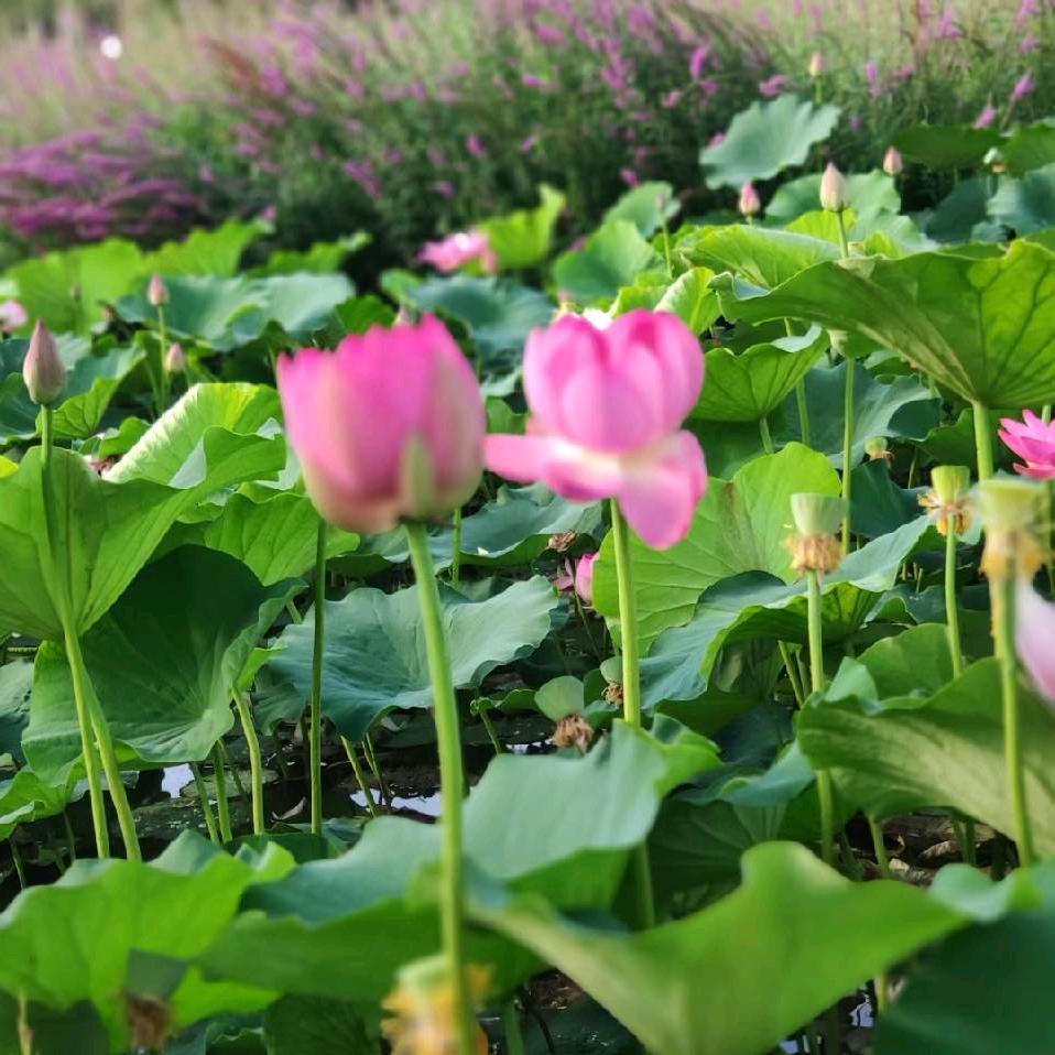 柔情似水