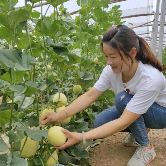 豪爽香瓜园(小号有位置)