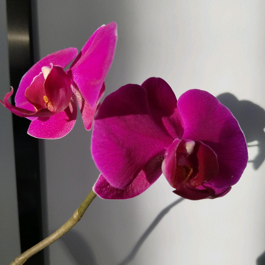 玲🌹