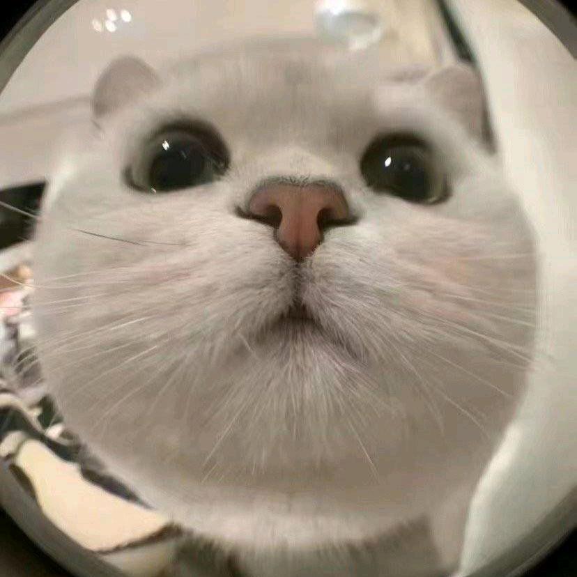 鉴赏家←向佐