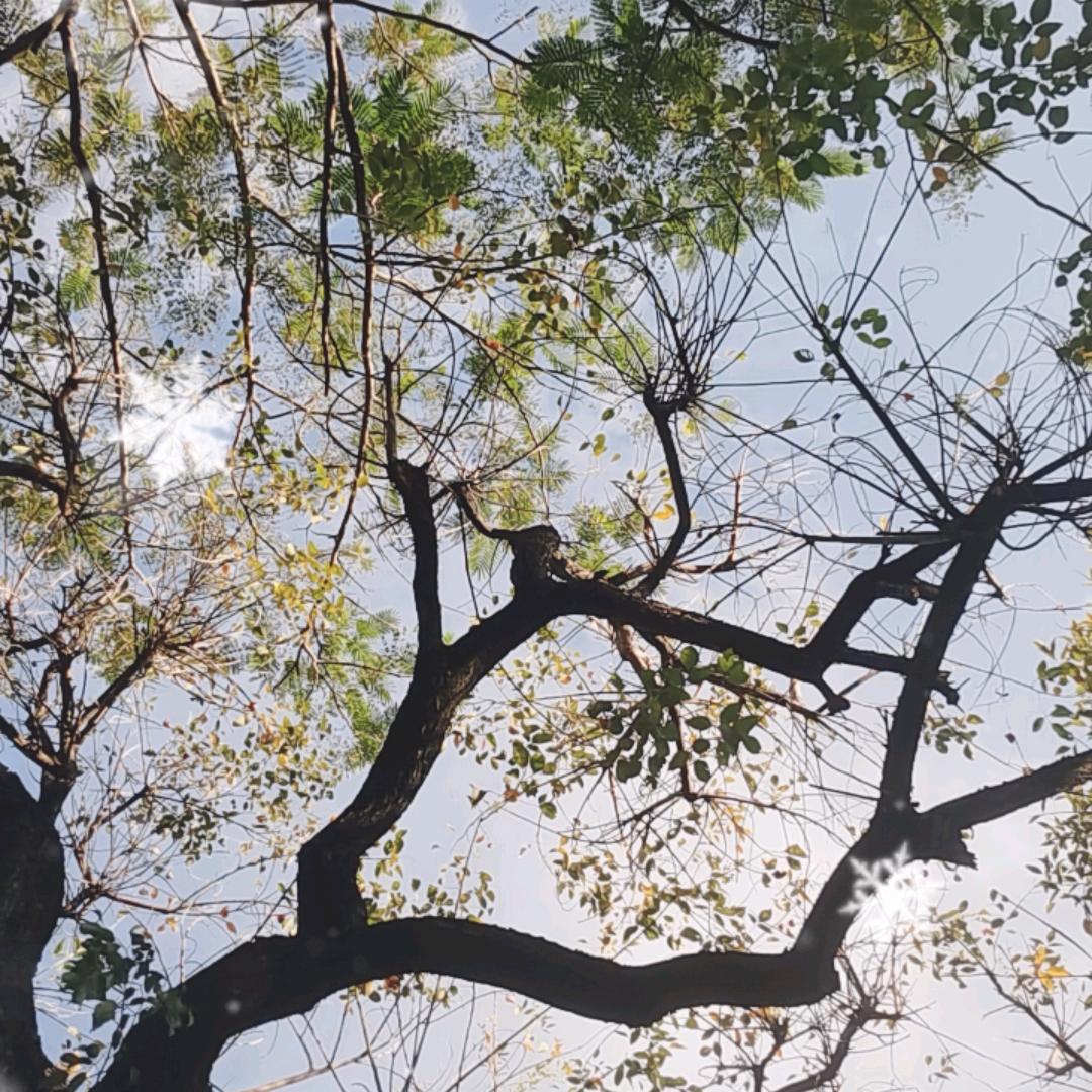 沙棘玫瑰