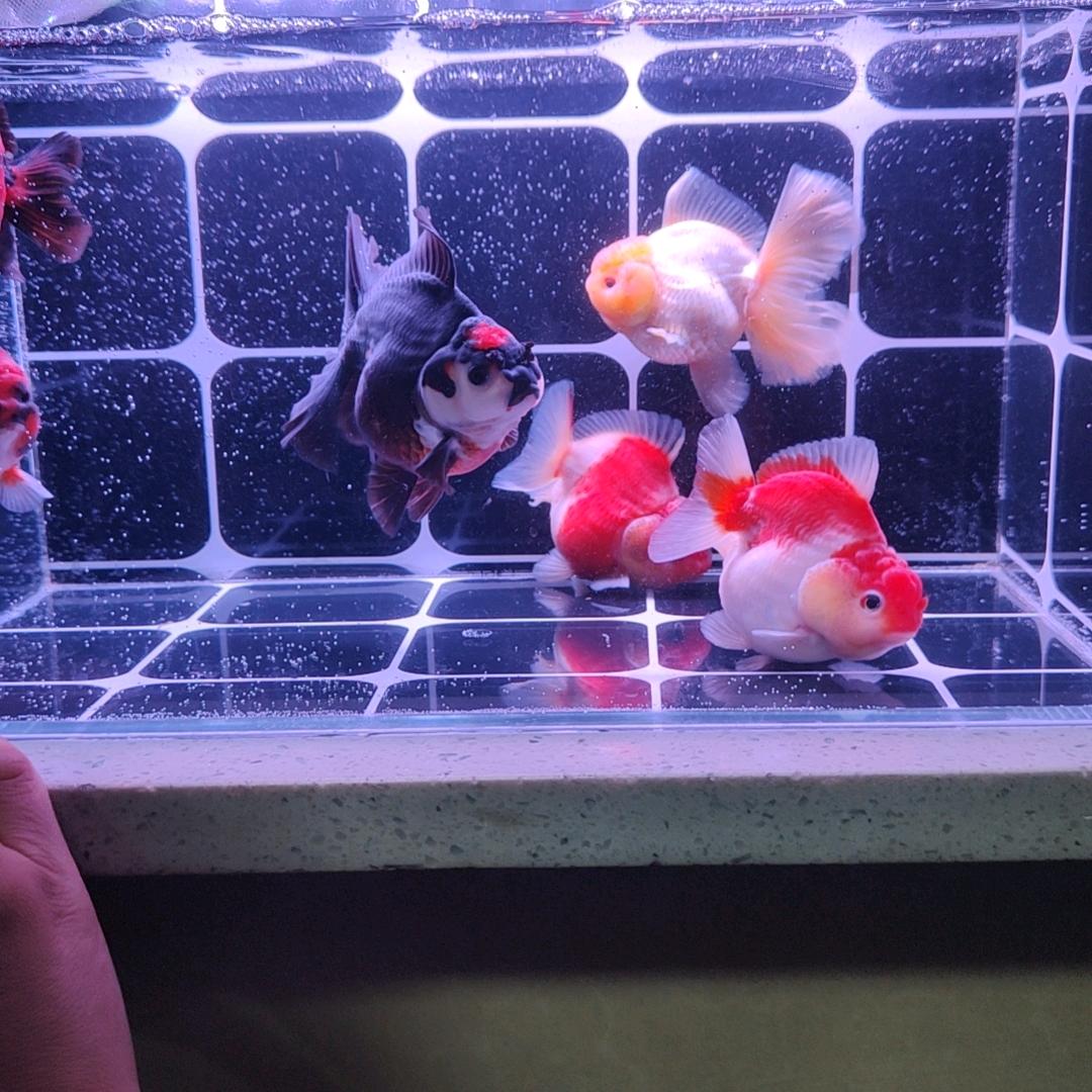 💖娜娜水族生活馆💖