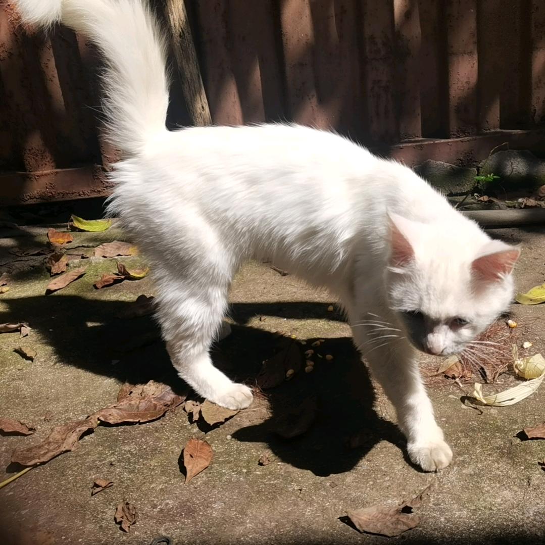 明天的彦子
