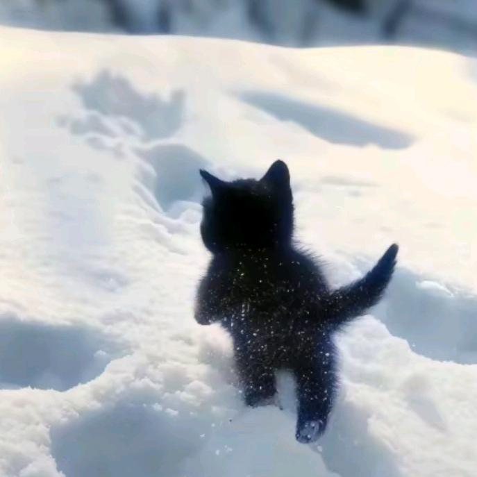 此女是酸奶梦女