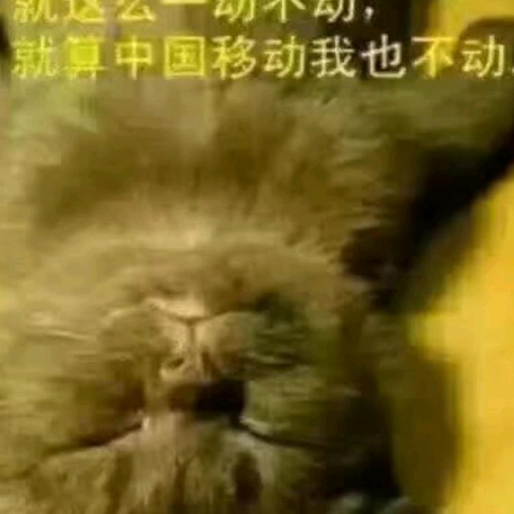 野🐱子