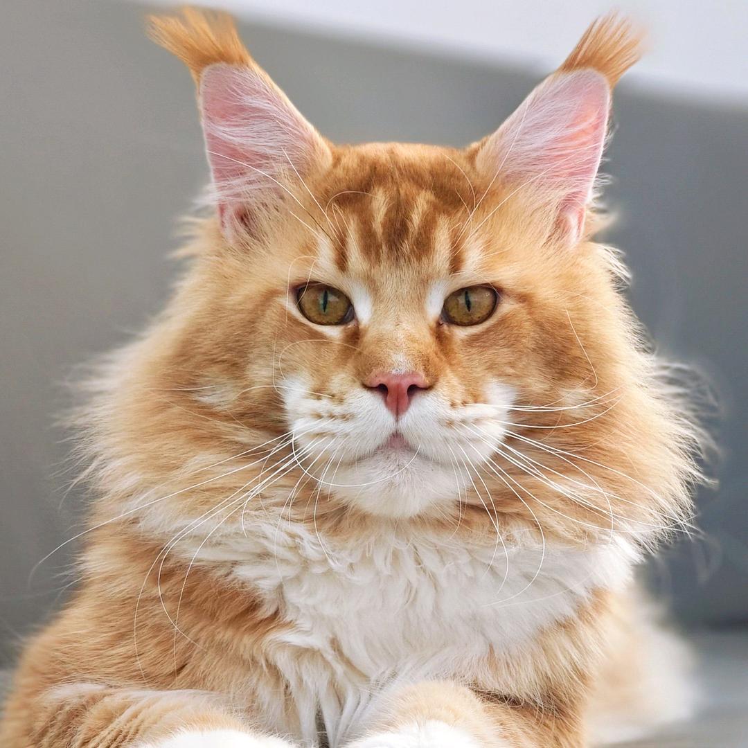 Love ardently·缅因猫舍