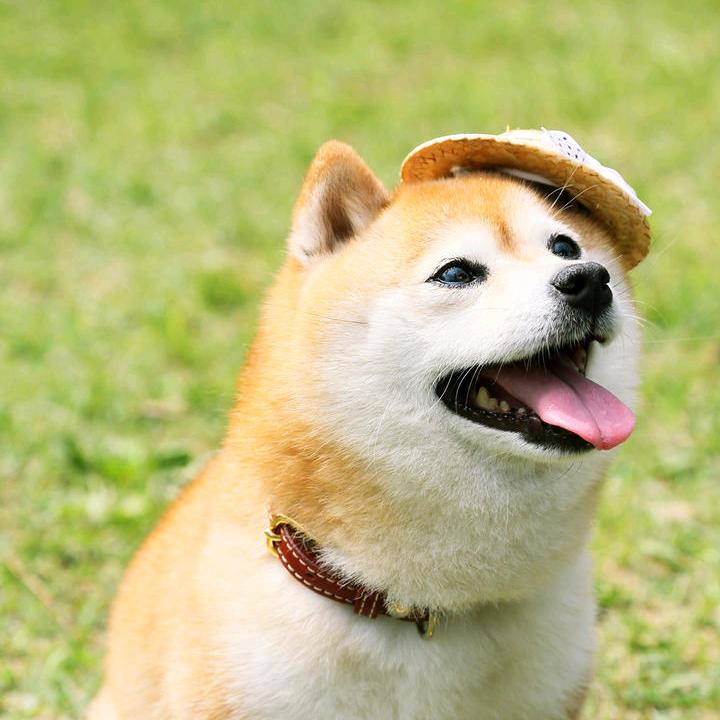 人间惊鸿客