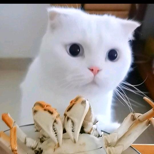 柒月