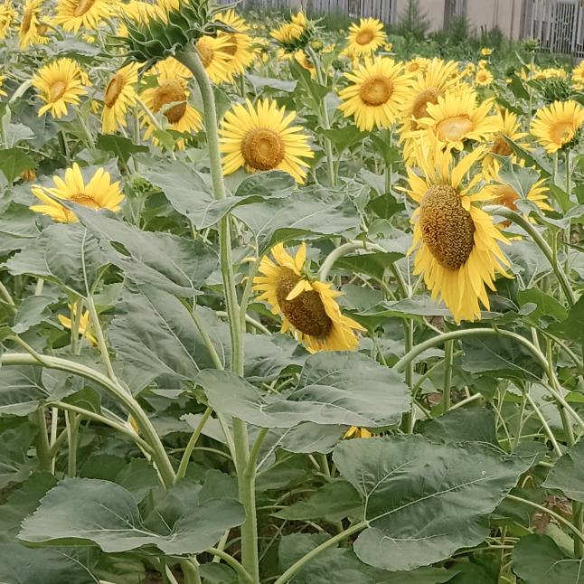 爱家🌻