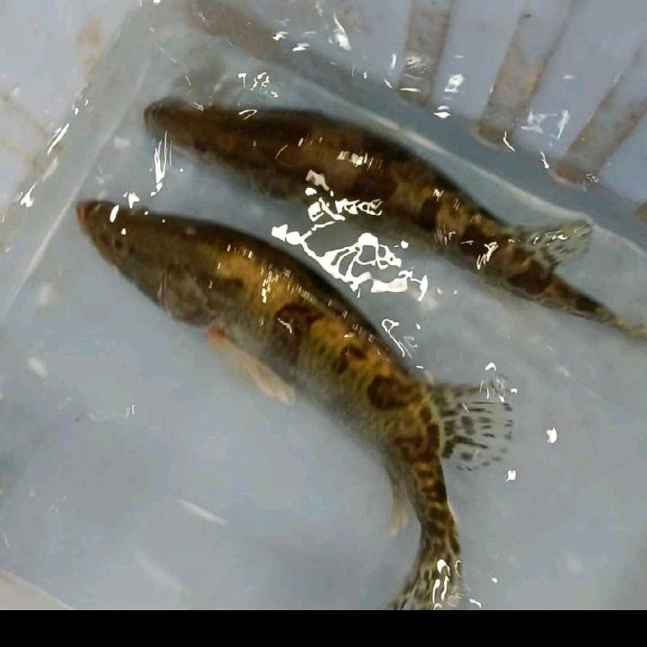 户外小哥