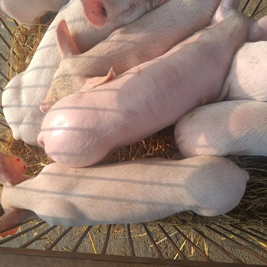 仔猪经济，常年仔猪买卖，母猪秧品种齐全