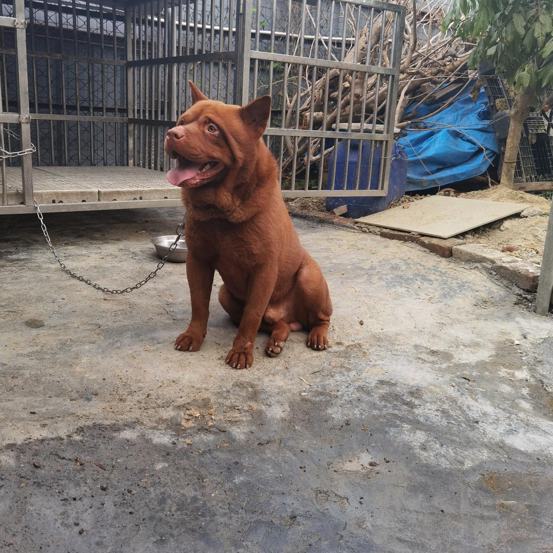 东莞五红养殖基地