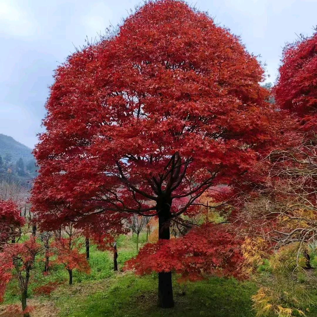 禾城园林