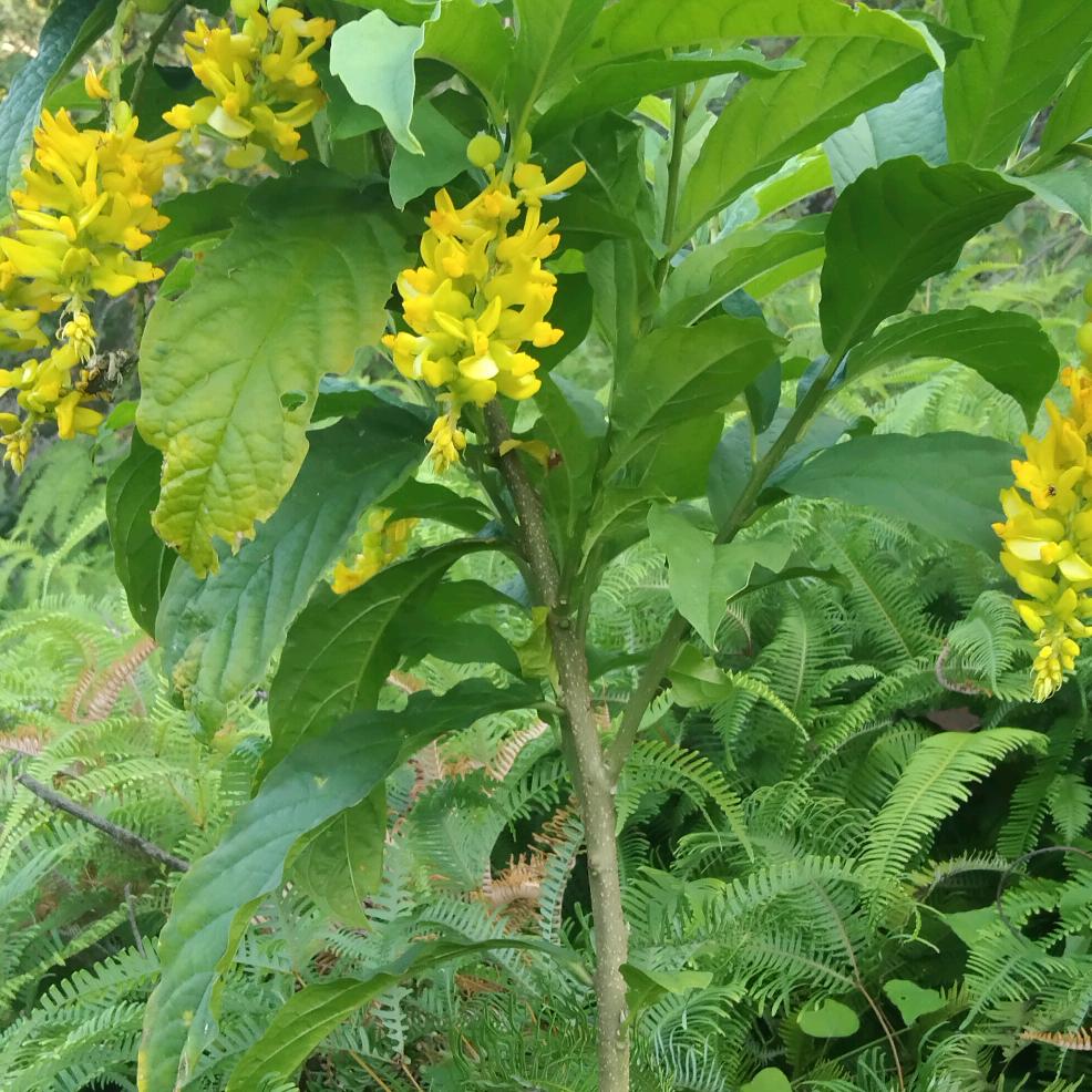 满山寻宝的人。