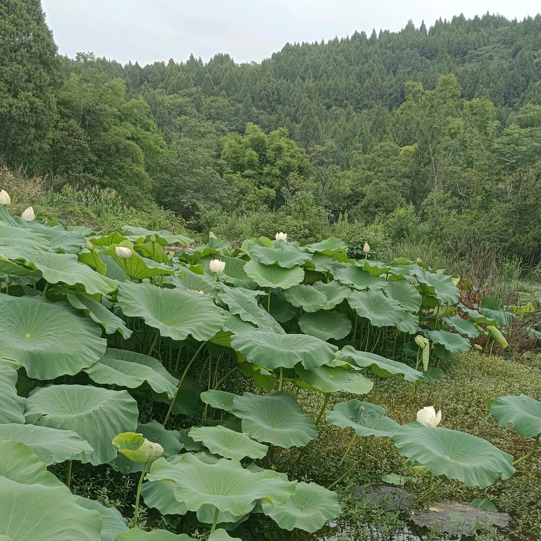 美多集成灶！美的壁挂炉