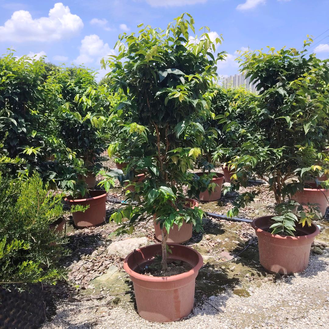 溪田果树苗木专营店