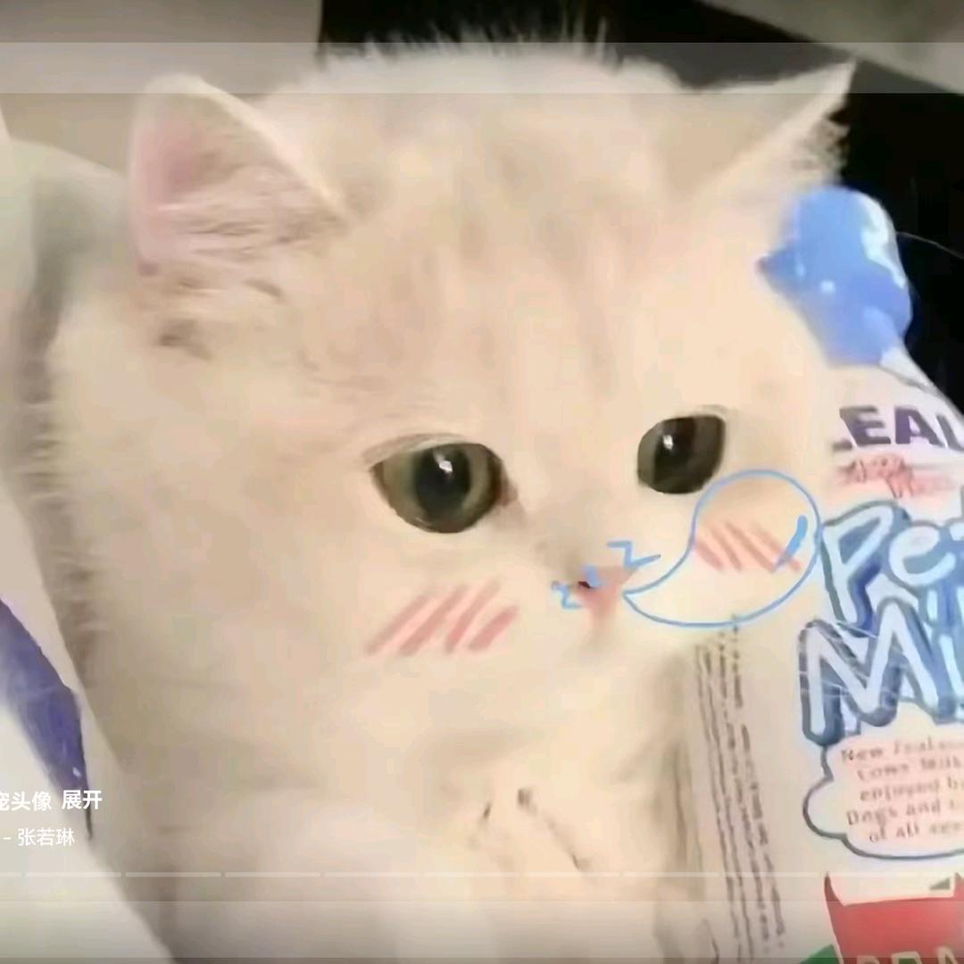 小猫日记