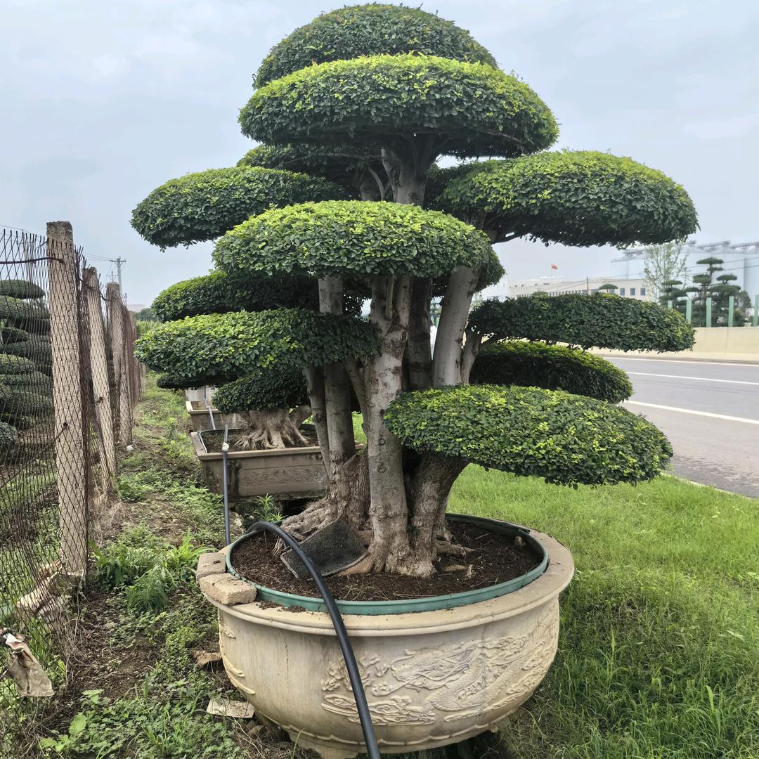 京山市银农苗木专业合作社